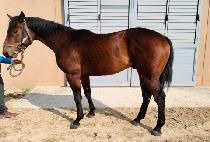 ����Ǳ��� (LUCYUI GIJEOK) ����