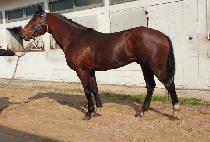 �������� (SEGYE JILJU) ����