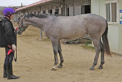 �ż���ǳ ����