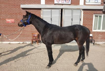 ����ų�� ����