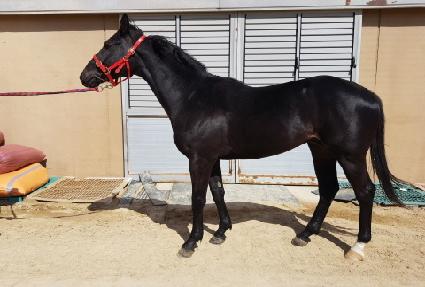 �������̾��� ����