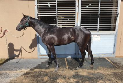 ���������� ����