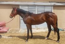 ���ľ���� (ALPHA AGAIN) ����