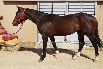 ��������ũ ����