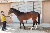 ŷ�Ҹ� (KING HARLEY) ����