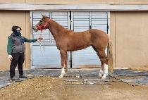 �Ծȹ��� (HAMAN BANGEOSAN) ����