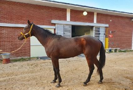 ������� ����