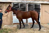 ���� (COOL GUY) ����