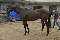 ġ���ε� (CHIEF INDY) ����