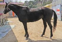 ������ (QUEEN ANGEL) ����