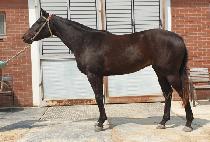 �̱ۿ��� (EAGLE ANGEL) ����