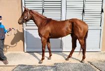 �������� (CHALLAN BOY) ����