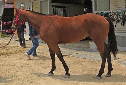 �ƴ㽺���� ����