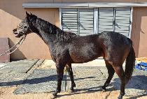 �׷���Ʈ�� (GREAT ELL) ����