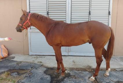 ���׵��� ����