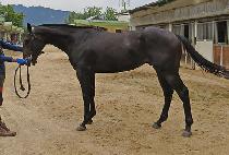 �ż���ǳ (GEOSEN DOLPUNG) ����