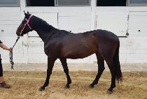 ���ī���� (GOLDEN KAISER) ����