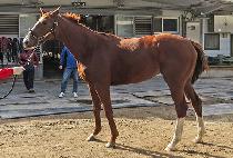 �����Ѻ� (DDATTEUTHANBIT) ����