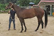 õ����� (CHEONMA BISANG) ����