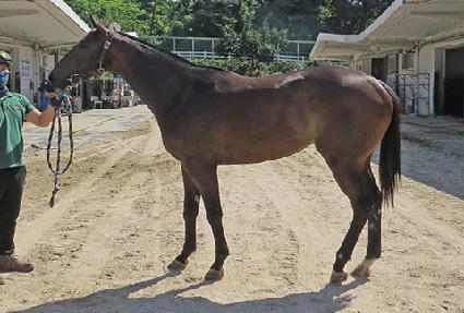 ���̷� ����