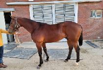 �������� (GALLOP BOY) ����