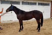 ���ǵ帶��Ʈ (SPEED MAST) ����