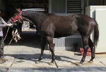 ������� (GOLDEN CHANCE) ����