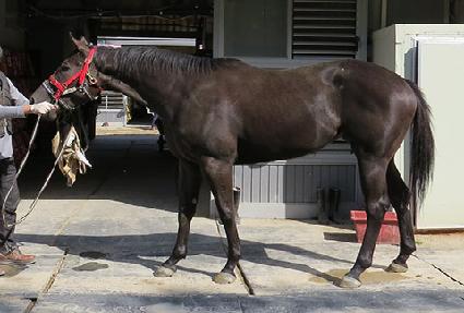 ������� ����