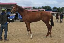 ������� (RUN HERO) ����