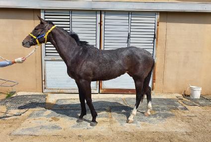 ��ٸ���Ÿ ����