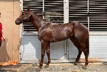 ���̽�è�Ǿ� (ACE CHAMPION) ����