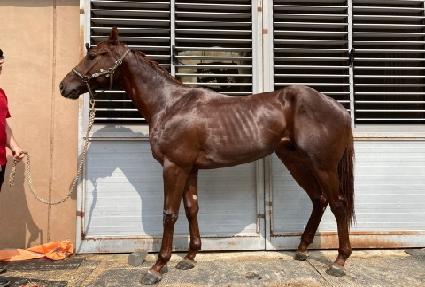 ���̽�è�Ǿ� ����