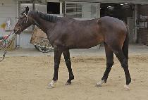 �������̾� (JEONGMUN LION) ����