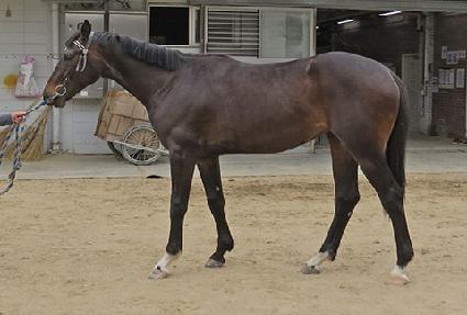 �������̾� ����