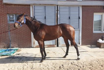 �����̾� ����