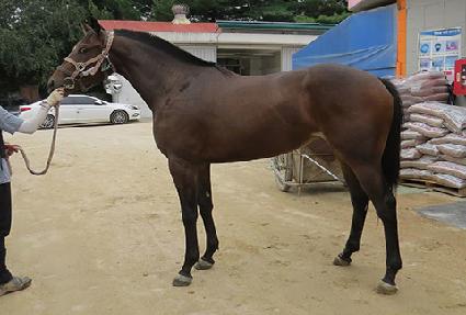 �޻�Ÿ�� ����