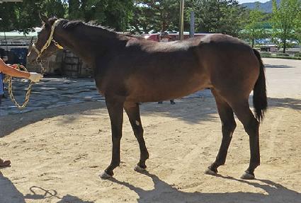 �޺�Ÿ�� ����