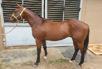 �����̷����� ����