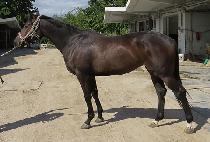 ���Ϳ��� (VICTOR WAY) ����