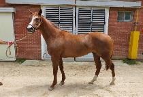 ����Ʈ�йи� (ELITE FAMILY) ����