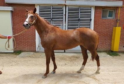 ����Ʈ�йи� ����