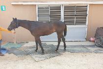 ��´�ĸƾ (RAON THE CAPTAIN) ����