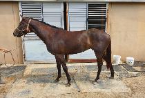 ���̵���� (LADY SOLDIER) ����