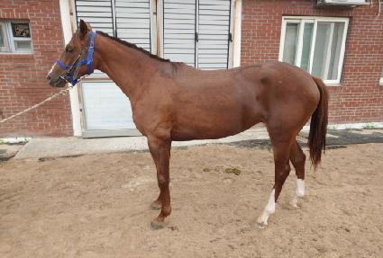 �����ִϾ� ����