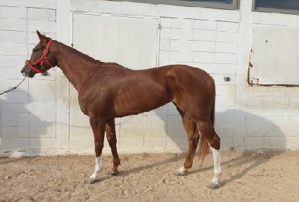 Ǫ����� ����