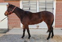 THE PRINCESS picture