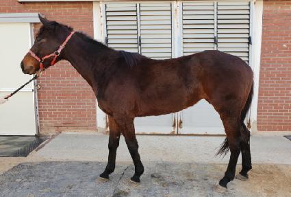 ���������� ����