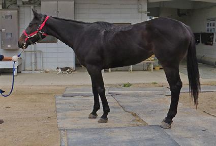 ����ī ����