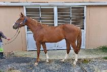 ������ŷ (S. L. KING) ����