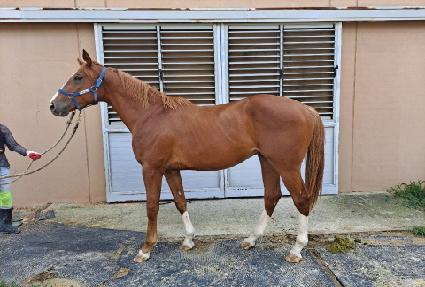 ������ŷ ����